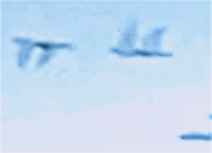 Drone birds enhanced 2 (2)